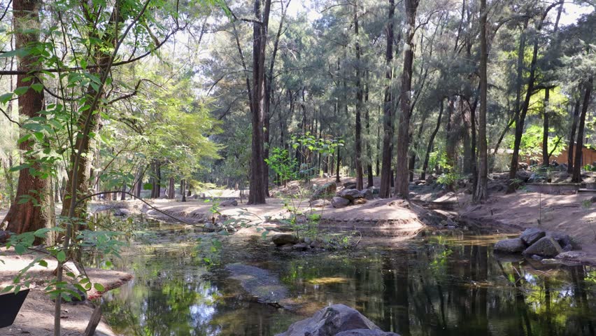 Stream surrounded by pine trees, arid terrain and wild vegetation, forested landscape in Los Colomos public park, sunny day in Guadalajara, Jalisco Mexico. Shot in circular motion of camera