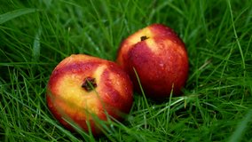 Nectarine in dew lie on the grass.Healthy eating, agriculture, farm, vitamins concept. fresh nectarines peaches on the green grass in garden. High quality 4k footage 10bit. 