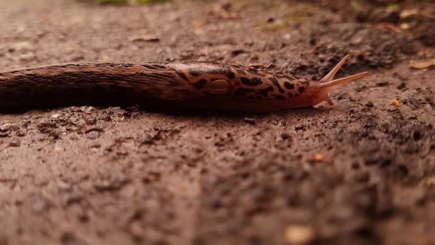 the slug slowly crawls the asphalt road after the rain