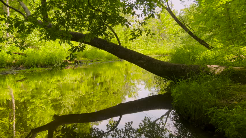 Long tree branch hangs over creek or river. The branch reflects perfectly upon the calm water. Located along Rim Rock Trail within Pounds Hollow Ecological Reserve in Shawnee National Forest.