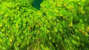 Underwater video where beautiful aquatic plants shake.