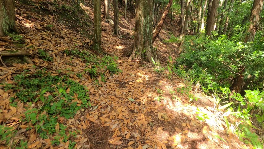 Walk along the mountain path of hardwood forest.
