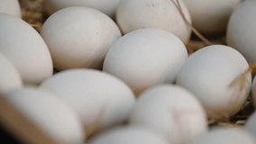 Shot of quality healthy organic egg with eggshell in the fresh market or supermarket.