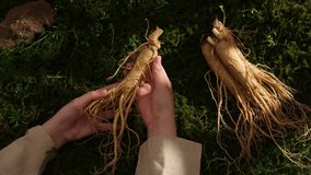 A farmer is holding freshly harvested ginseng roots in a bamboo basket on a natural background with rocks, grass and green moss. Creative concept for advertising products with natural ingredients