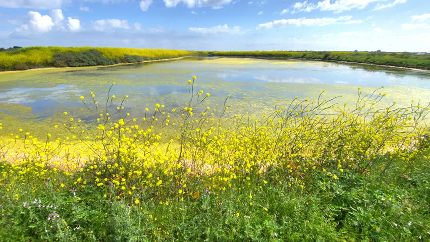 Salt marshes of the natural reserve of Lilleau des Niges and yellow wild mustard flowers on the Ile de Ré, France