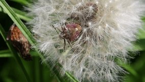 Close up of a berry shield bug crawling out of dandelion seeds, also called Dolycoris baccarum or Beerenwanze