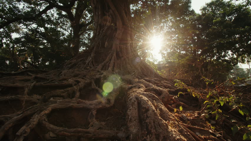 Powerful long roots around a large tree at dawn illuminated by the morning sun breaking through the branches. Mystical mysterious landscape with a dense tree. Concept of old mystical tree Royalty-Free Stock Footage #1106742043