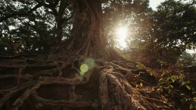 Powerful long roots around a large tree at dawn illuminated by the morning sun breaking through the branches. Mystical mysterious landscape with a dense tree. Concept of old mystical tree - Powered by Shutterstock - Get 15% off with code: PIKWIZARD15