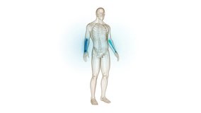 Human Skeleton System Radius and Ulna Bone Joints Anatomy Animation Concept. 3D