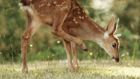 A fawn, baby deer, in forest, eating grass. A small cute deer in the woods. Animals in nature. - Powered by Shutterstock - Get 15% off with code: PIKWIZARD15