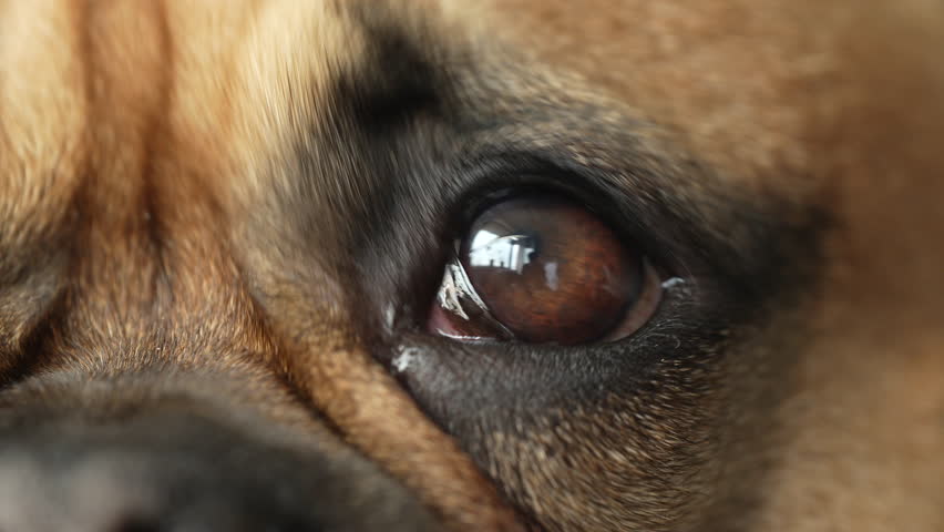 Sad Eye of Brown French Bulldog Looking At Camera - macro shot  Royalty-Free Stock Footage #1106746525