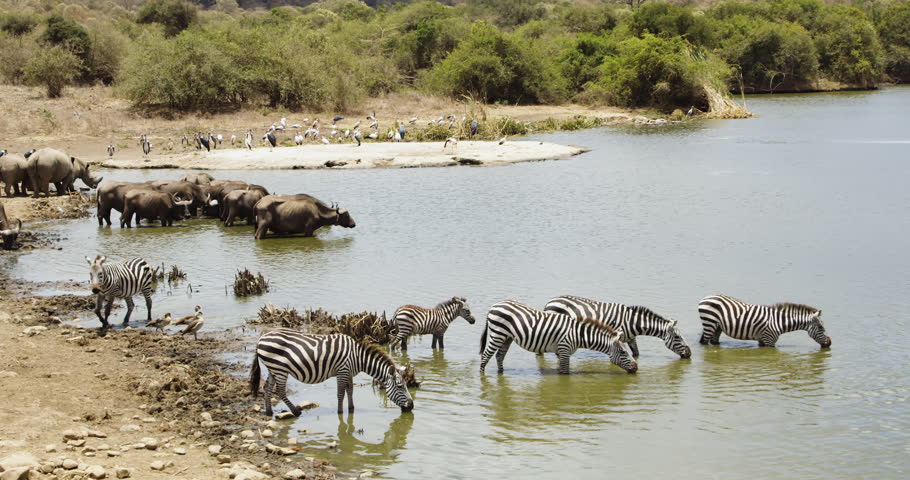 Zebra And African Buffalo At Waterhole In Nairobi National Park