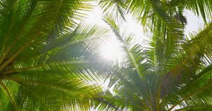 4K DCI 4096x2160p Nature video Bottom view sunshine in leaf coconut tree nature tree sunshine sunlight background High quality video 4K ProRes