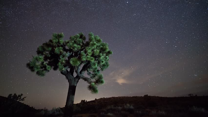 Time-lapse of the night sky in California with a Joshua Tree in the foreground.