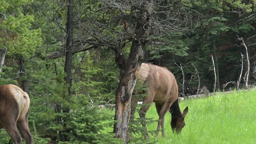 A cow elk grazes in the spring grasses near Canyon Village in Yellowstone National Park. Camera follows the animal.