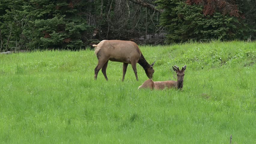 A cow elk grazes in the spring grasses near Canyon Village in Yellowstone National Park with a young bull resting near her. Camera locked.