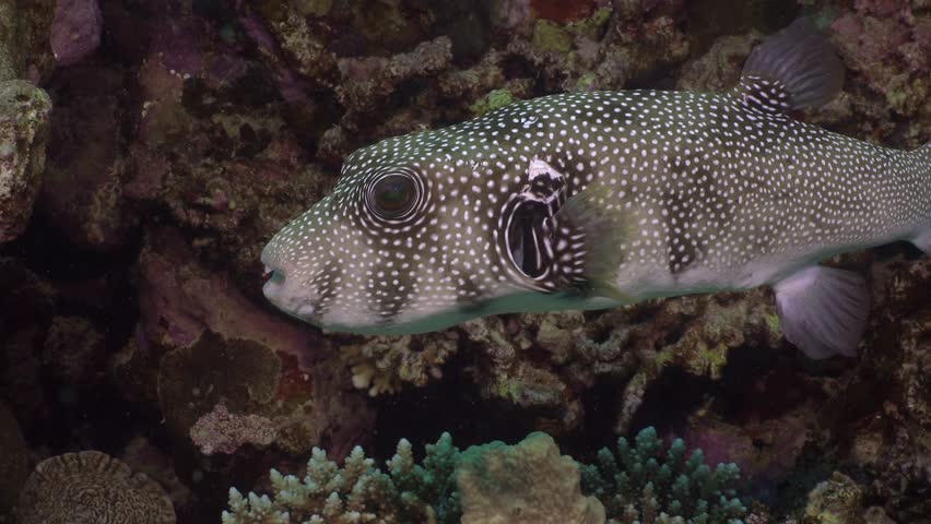 Pufferfish close up at the camera