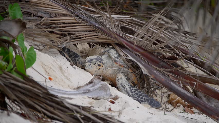 Video of an incredible sea turtle going to lay eggs on the beach from a beach on Mahe island in Seychelles. Footage filmed with a telephoto lens. Filmed on a beautiful contrasty day.
