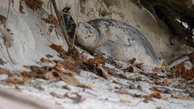 Video of an incredible sea turtle going to lay eggs on the beach from a beach on Mahe island in Seychelles. Footage filmed with a telephoto lens. Filmed on a beautiful contrasty day.