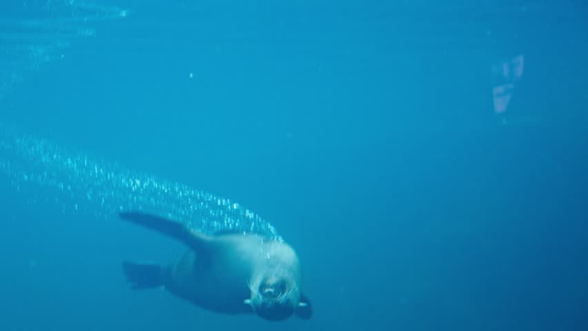 Beautifull footage Sea lions fish Swimming under sea water, Close up footage of Sea lions fish Swimming under water, Pod of Sea lions, Seal fish
