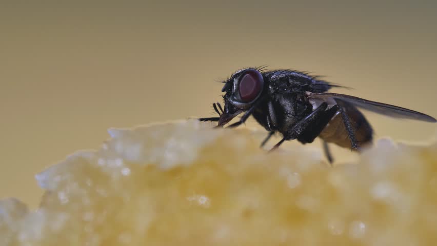 Macro of housefly eating leftover white bread on kitchen table. Dark fly trying to feed before being caught by people in apartment
