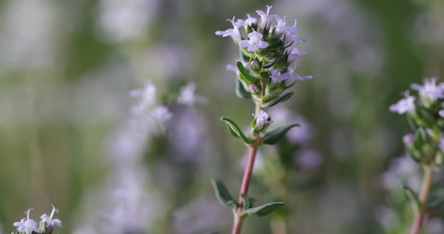 Fresh thyme growing in a herb garden