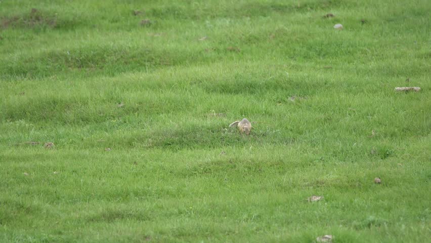 Ground squirrels are members of the squirrel family of rodents (Sciuridae) which generally live on or in the ground, rather than trees. The term is most often used for the medium-sized ground squirrel