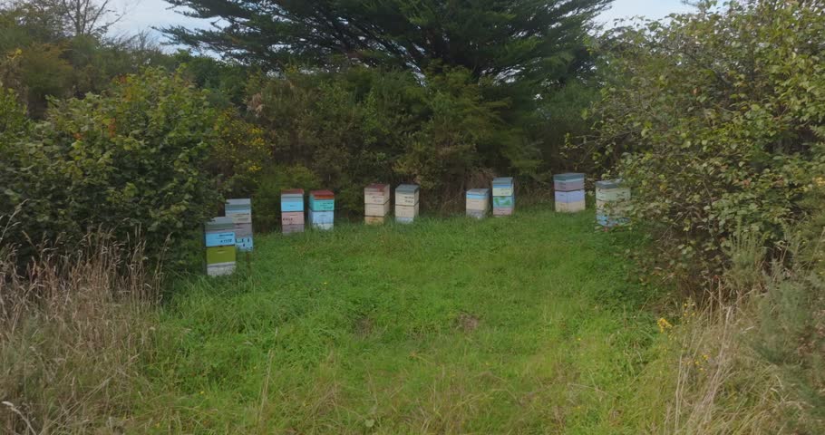 Aerial: Beehives on farmland, Takaka, South Island, New Zealand Royalty-Free Stock Footage #1106771403