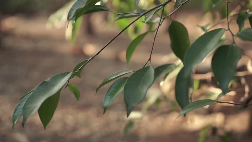 natural movement of green leaves exposed to wind on tree branch in graden