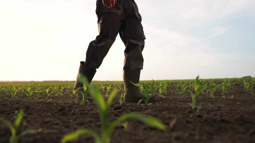 Agriculture.Farmer steps on fertile soil in cornfield.Farmer in cornfield at sunset.Agriculture concept.Farmer in rubber boots on eco crop corn plantation.Corn sprouts in soil.Drought in corn field Royalty-Free Stock Footage #1106771879