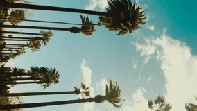 Camera looks up as it moves past rows a palm trees. Aerial vertical, vertical video background. - Powered by Shutterstock - Get 15% off with code: PIKWIZARD15