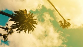 Camera looks up as it moves past rows a palm trees. Aerial vertical, vertical video background. - Powered by Shutterstock - Get 15% off with code: PIKWIZARD15