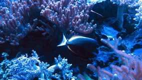 small blue fish named blue tang swimming at blue coral reefs sea water Full HD video footage  