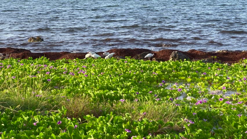 The view of the Atlantic ocean from a campsite in Bahia Honda State Park in the Florida Keys on a cloudy day.