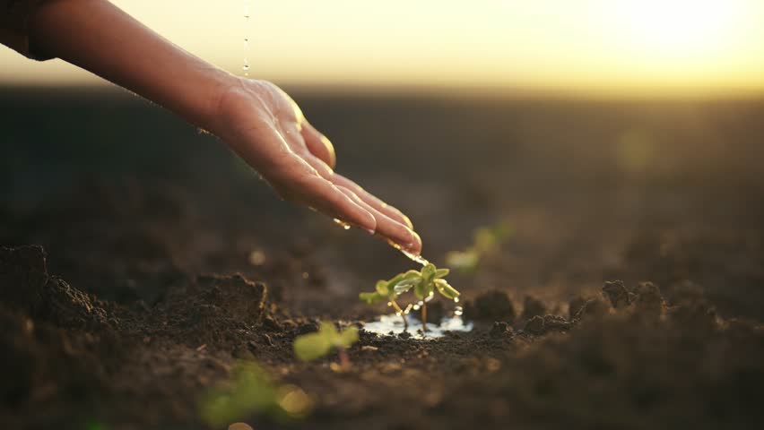 Wet hand of woman pouring just planting little sprout on agricultural field at sunset. Concept of growth, care, sustainability, protecting earth, ecology, green environment, gardening, spring works. Royalty-Free Stock Footage #1106777143