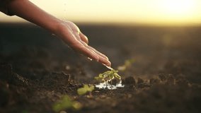 Wet hand of woman pouring just planting little sprout on agricultural field at sunset. Concept of growth, care, sustainability, protecting earth, ecology, green environment, gardening, spring works. - Powered by Shutterstock - Get 15% off with code: PIKWIZARD15