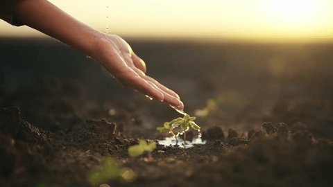 Wet hand of woman pouring just planting little sprout on agricultural field at sunset. Concept of growth, care, sustainability, protecting earth, ecology, green environment, gardening, spring works. วิดีโอสต็อก