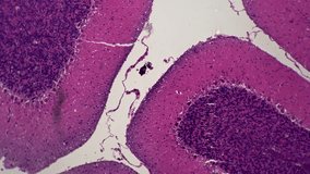 Cerebellar cortex of human filmed under light micrograph 100x on bright field. Macro isolated footage of brain tissue with high magnification. Studying vital component of the people nervous system - Powered by Shutterstock - Get 15% off with code: PIKWIZARD15