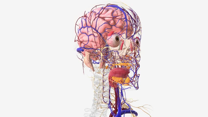 Nervous and vascular system of the human head and neck . Royalty-Free Stock Footage #1106785617