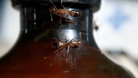 Creepy macro close up video footage of ants crawling on a syrup bottle and harvesting the syrup as food. Infestation of bugs and insects