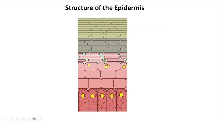 Histological structure of epidermis - skin layers schematic video animation showing stratum basale, spinosum, granulosum, lucidum and corneum Royalty-Free Stock Footage #1106786869