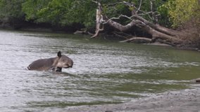 Endangered Baird's Tapir, Tapirus bairdii, Exiting Sirena River in Corcovado National Park, Costa Rica