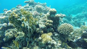 4K Video filmed by diver swimming near coral reef in sea. Underwater ocean world, plenty of fish. Wallpaper moving screen