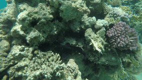 4K Video filmed by diver swimming near coral reef in sea. Underwater ocean world, plenty of fish. Wallpaper moving screen
