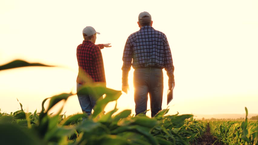 two farmers work tablet sun, farming, teamwork group people, contract handshake agreement sunset corn wheat, farmer approaching sun examining landscape successful wheat farm managers collaboration Royalty-Free Stock Footage #1106791239