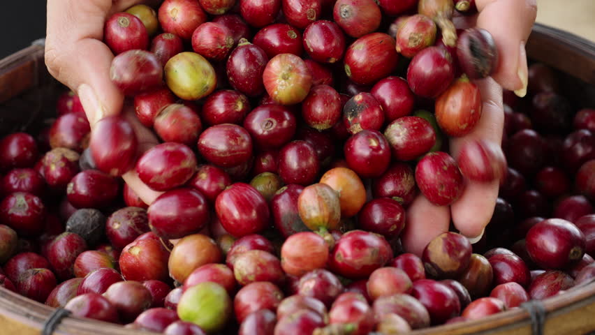 Slowmotion, red ripe coffee fruits harvest, harvesting berry, single-origin