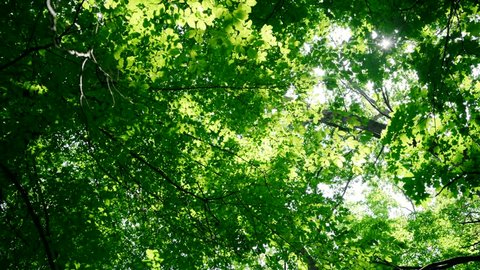 Green Leaf On Tree At Summer Forest. Spring Emerald Beauty. Evergreen   Sprouting Branches Summer Wood. Green Revival Foliage. Vibrant Leaves On Tree. Lush Green Foliage In Forest. Fresh Rebirth Trees: film stockowy