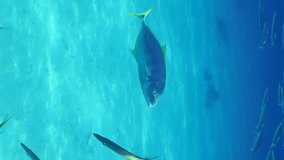 Vertical video, Jack fish chase shoal of Barracudas, Slow motion. Yellowspotted trevally fish separate prey from school of Yellow-tailed Barracuda while hunting in sun rays