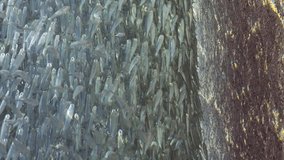 Vertical video, Millions of Hardyhead Silverside fish lined up in many-kilometer chain along shore in shallow water over sandy bottom casting shadow over seabed in sunlight, panorama, slow motion