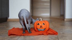 Funny video about Sphynx cat. Bald gray cat playing with orange pumpkin. Halloween concept.	